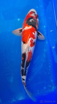 Koi Kapre - 3