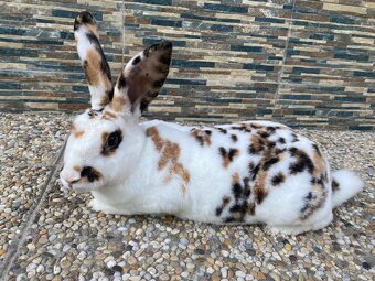 Hyla pripustená Dalmatinským rexom ČŽ - 3