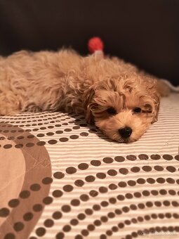 Maltipoo - 3