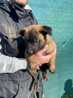 Belgický ovčiak, Cross , Nemecký ovčiak - 3