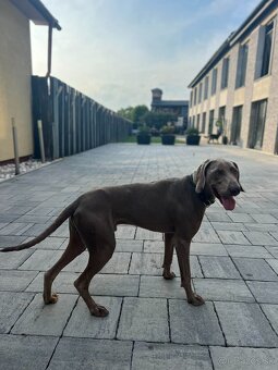 Weimarský stavač - 3