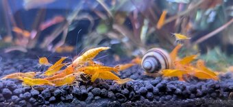 Predám krevety Neocaridina davidi - Orange - 3