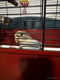 Rucne dokrmena pyrura - 3