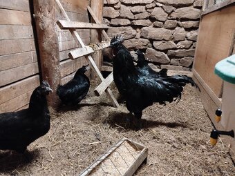 Ayam cemani kuriatka - 3
