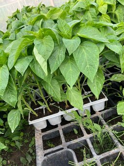 Priesady/Planty - 3