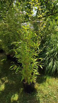 Bambus aureosulcata Aureocaulis - 3