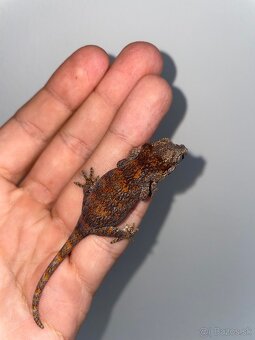 Rhodactylus Auriculatus Pagekon hrbolkohlavý - 3