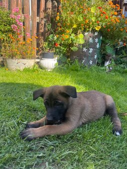 Belgický ovčiak-Malinois - 3