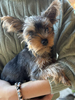 Baricsfarma ponúka na predaj mini yorkshirského teriéra - 3