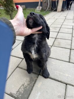 Darujem - šteniatko - 3