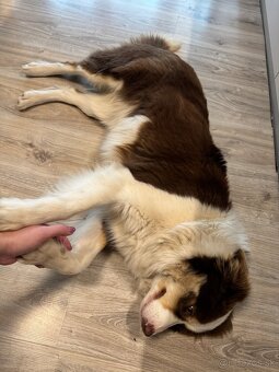 Border kólia hnedobiela fenka - 3