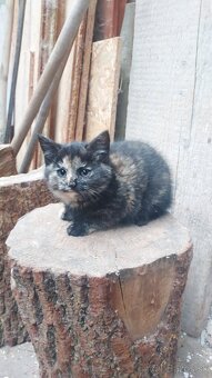 Darujem maciatka - 3