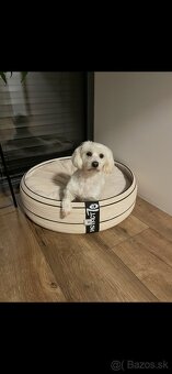 darujem maltezaka psika - 3