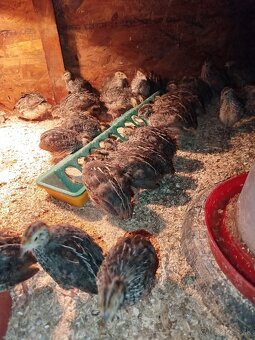 Japonské prepelice - 3