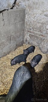 Predám vietnamské prasiatka - 3