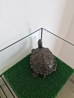 Korytnačka vodná - 3
