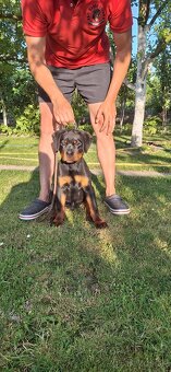 Steniatka rottweilera,rotvajlera,rtw,rotty s PP - 3
