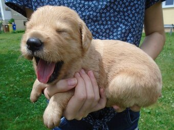 Zlatý retriever šteniatka - 3