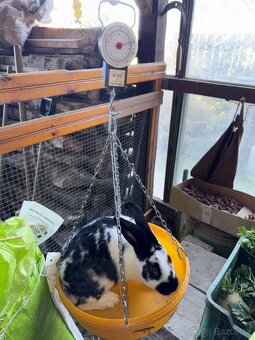 Zajace na predaj - 3