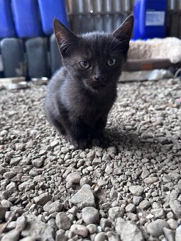 Darujem mačiatka - 3