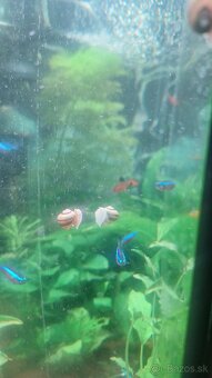 Mini ampularia špiralova - 3