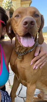 Darujem maďarskú vyžlu - 3