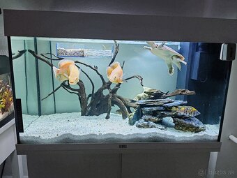 Komplet Akvárium Juwel RIO 125 so skrinkou - 3