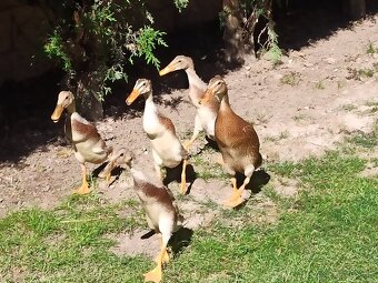 Predám indické bežce - 3