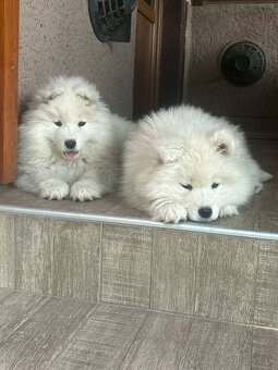Samojed - 3
