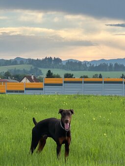 Doberman krytie - 3