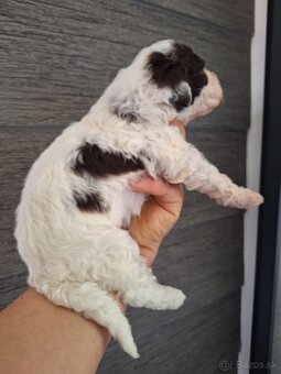 Lagotto romagnolo s PP (italský vodní pes) - 3