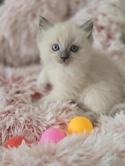 Ragdoll mačiatka - 3
