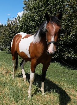 Valach APH american paint 2 roky - 3