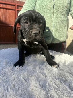 Cane Corso šteniatka - 3