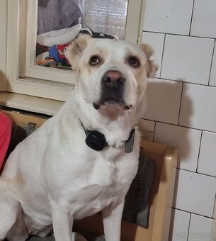 Darujem SAO alabai - 3