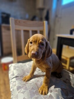 Madarska vyzla sPP - 3