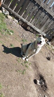 9 mesiacny pes kríženec husky - 3