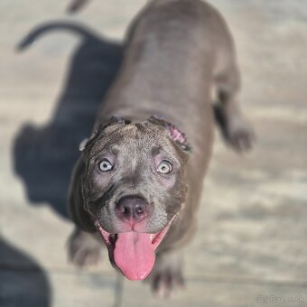 American bully xl - 3