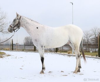 Všestranný Appaloosa na predaj - 3