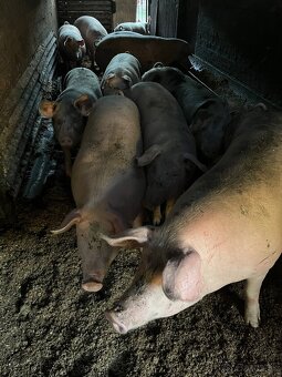 Predám jatočne prasce. - 3