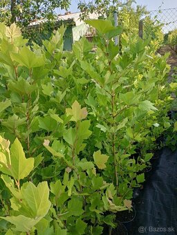 Platan javorolisty , dub cerveny - 3