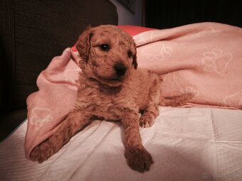 Kráľovský pudel fenka - 3