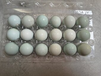 Prepeličie vajíčka - jumbo a celadon - 3