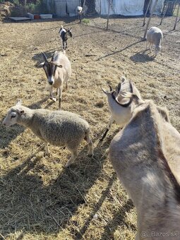 Predám ovce a kozičky - 3