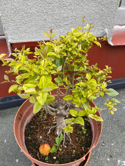 Ligustrum Vtáčí Zob bonsaj - 3