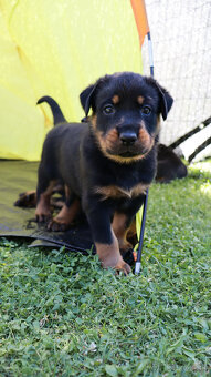 Beauceron - francouzský ovčák -  štěňátka s PP - 3