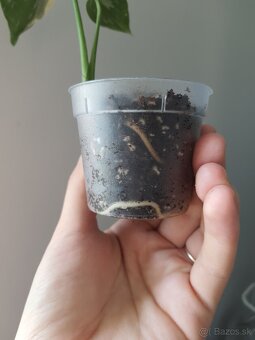 Monstera thai constellation - 3