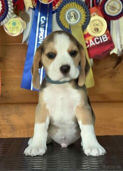 Bigel, bigl, beagle s PP /FCI/ - 3