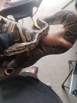 Python regius - 3