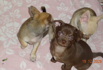 čivava krátkosrstá - 3